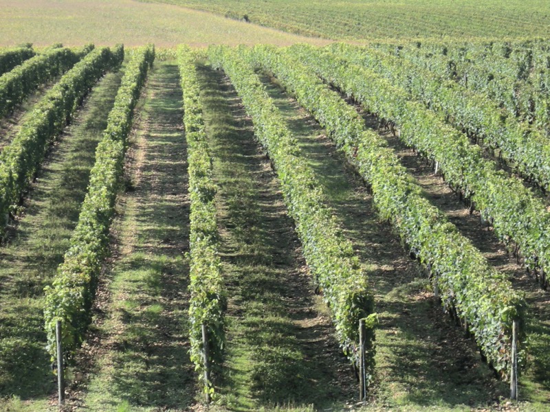 Domaine Saint Clair